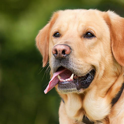  un chiot soin pharmacie des Forrières