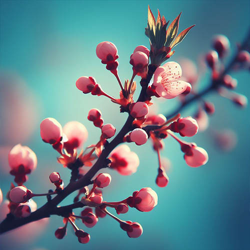 Gemmothérapie herboristerie Franqueville-Saint-Pierre